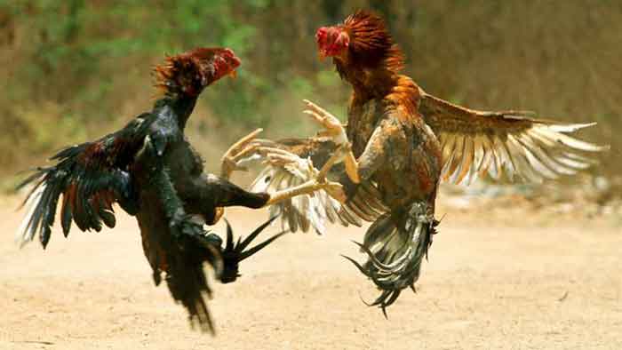 Perkembangan Sabung Ayam